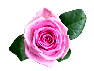 Bud pink rose on a white, isolated. The form of the top.