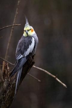 Cockatiel