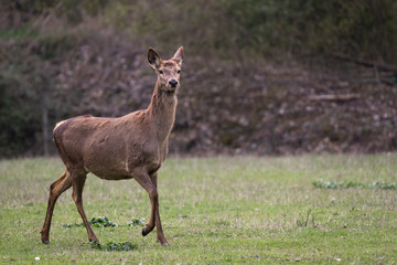Red deer doe