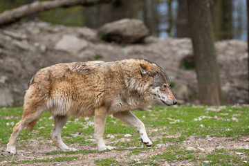 eastern timber wolf
