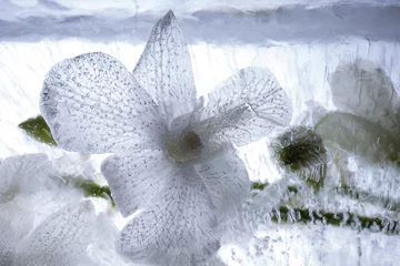 Foto auf Leinwand Weiße Orchidee in kristallklarem Eis 1 © Marc Heiligenstein