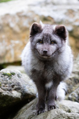 Arctic fox