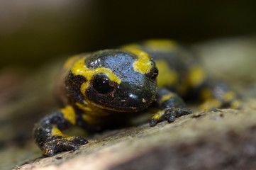 fire salamander close up, amphibian wildlife Europe, macro