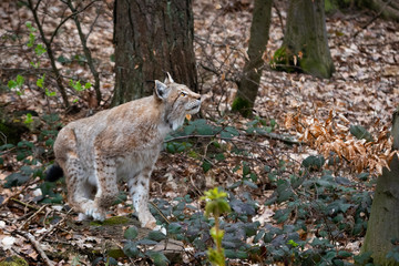 Lynx