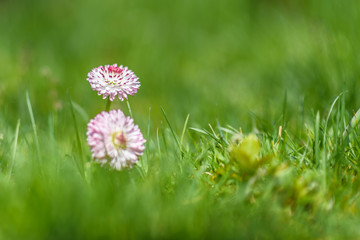 Daisies in the grass in summer. Photographed close-up with blurred background.