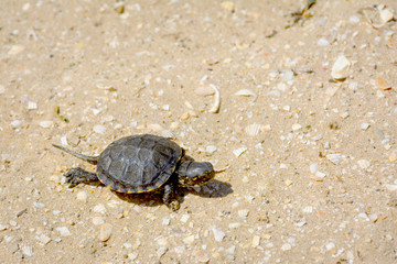 Little turtle crawling along the sandy shore