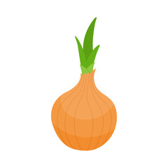 Fresh onion vegetable isolated on white background. Onion icon for market, recipe design. Organic food. Cartoon style. Clean and modern vector illustration for design.