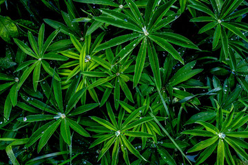 Water drops on a green plant Lupinus after rain in the garden, top view, dark tones
