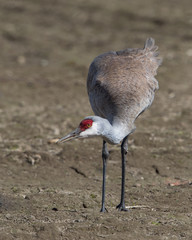 Sandhilll Crane in Alaska