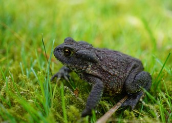 toad close up in green grass