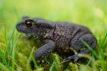 toad close up in grass