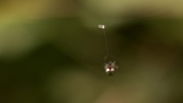 Macro close-up of a spider spinning its web hanging threads from a central point to the edge and then returning to hang the next