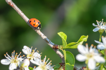 Marienkäfer auf einem Ast