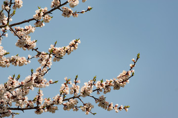 Flowering branch of apricot on a background of blue clear sky