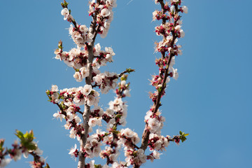 Flowering branch of apricot on a background of blue clear sky