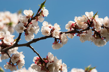 Flowering branch of apricot on a background of blue clear sky