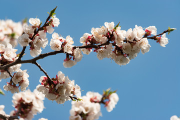 Flowering branch of apricot on a background of blue clear sky