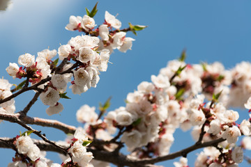 Flowering branch of apricot on a background of blue clear sky