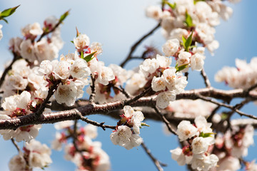 Flowering branch of apricot on a background of blue clear sky