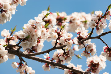 Flowering branch of apricot on a background of blue clear sky