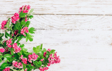 Spring flowers. White and pink flowers on wooden background