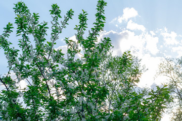 Closeup view of blooming spring tree on sunny day