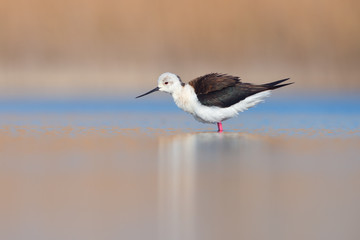 Black-winged Stilt (Himantopus himantopus). Kinburn peninsula, Ukraine