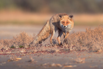Red fox on Kinbrun peninsula, Ukraine. Vulpes vulpes