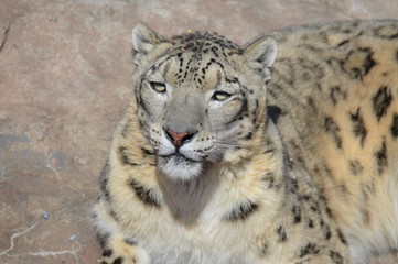 Snow leopard on a rock