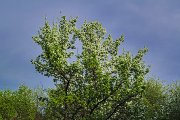 Blooming branches of the apple tree on the background of the blue sky soft focus.