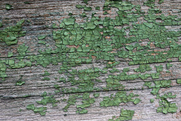 old wooden background green