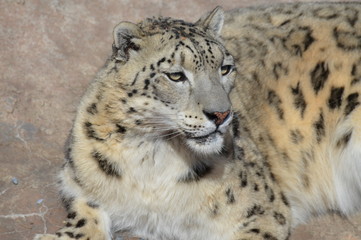 Snow leopard on a rock