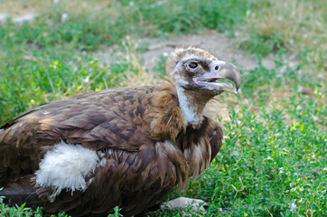 Vulture