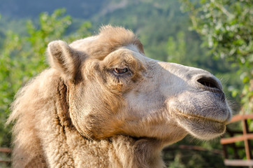 Portrait of the head of a camel