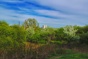 Blooming branches of the apple tree on the background of the blue sky soft focus.