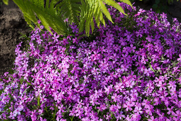 Purple spring flowers texture background. Close-up