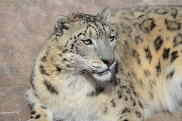 Snow leopard on a rock