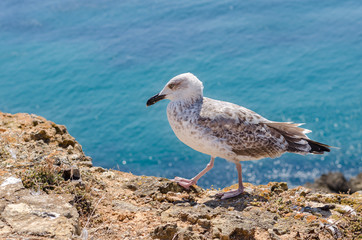 Gull