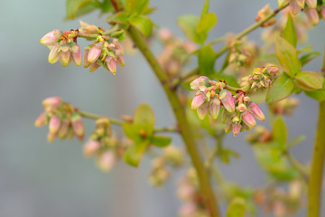 Blueberry branch, which is in the stage of budding. There is a flowering branch of large blueberries. Pink buds blueberries are on a green background. selective focus