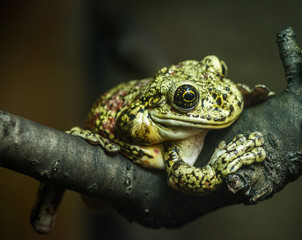 Green frog sitting on a tree branch on a dark background.