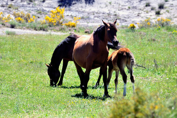 mare and her foal in a mountain meadow