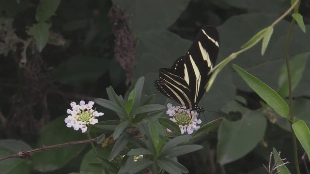 Helliconia zebra butterfly taking nectar from flowers 1239 3