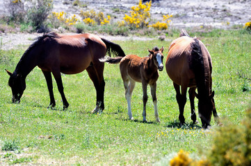 mare and her foal in a mountain meadow