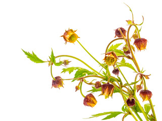 Geum rivale or the water avens