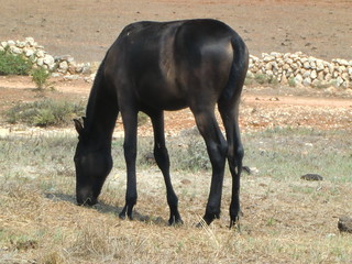 Caballo pastando