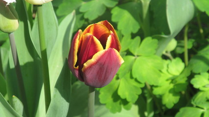 spring red flowers in the city garden  