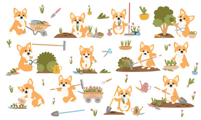 A collection of cute welsh corgi in various poses. Corgi dogs gardening plants, weed beds, watering seedlings, pruning bushes and trees, working in the garden. Set of cute animals. Vector illustration