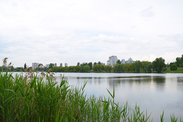 View through the green grass of the lake in nature. Landscape in summer.