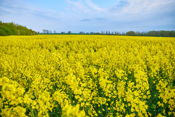  field of yellow rape seed plants                              