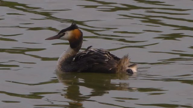 aquatic bird grebe female with chicks swims in the river at sunset.